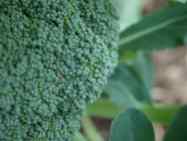 BroccoliPlant1