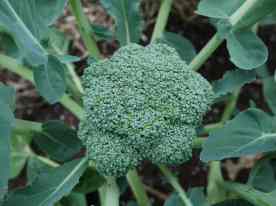 BroccoliPlant2