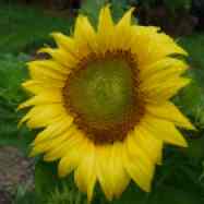 SunflowerW