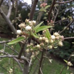 Pear blossom (1)