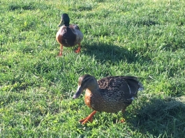 Ducks 5